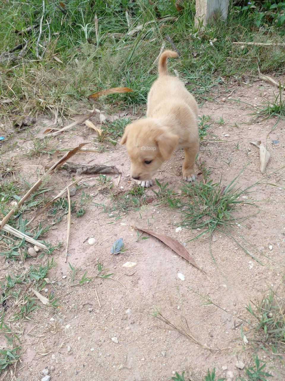 Sen ơi, có con gì chặn đường không cho em đi chơi.