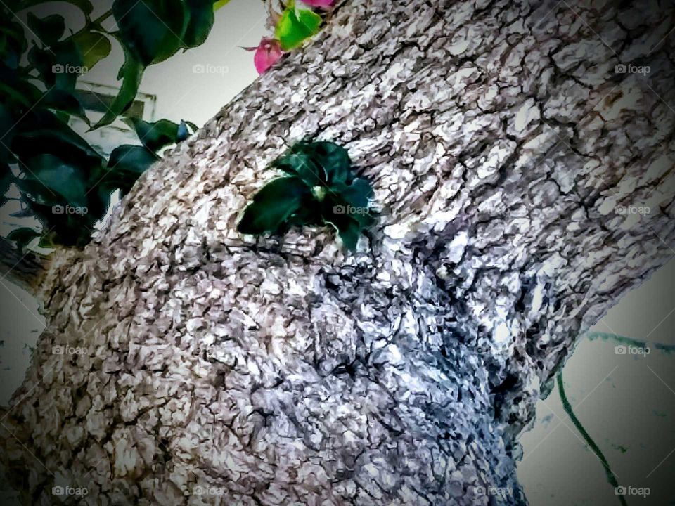 Tree Trunk (Reel/Vignette)