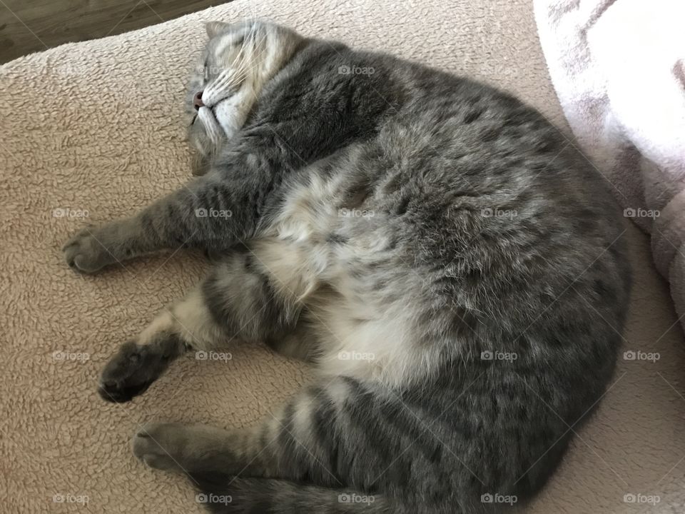 sleeping cat