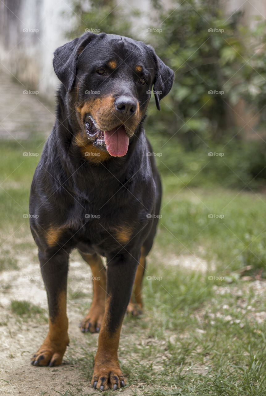 Rottweiler waiting for command