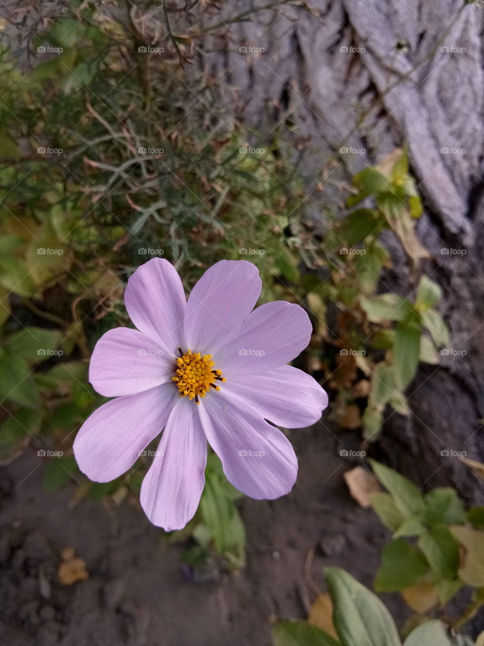 Capturing Beautiful Flowers On Side Ways🌺🌿📸🚶