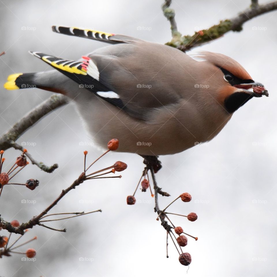 Bohemian waxwing eating berry