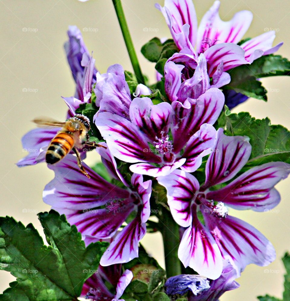 nature. Flower. Bee. insect. Plant. a bee flying towards a Fowler to pollinate it.