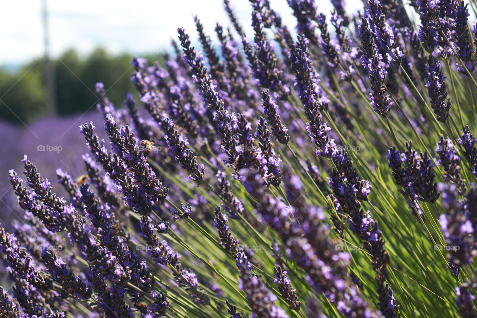 A field of blooming lavendar