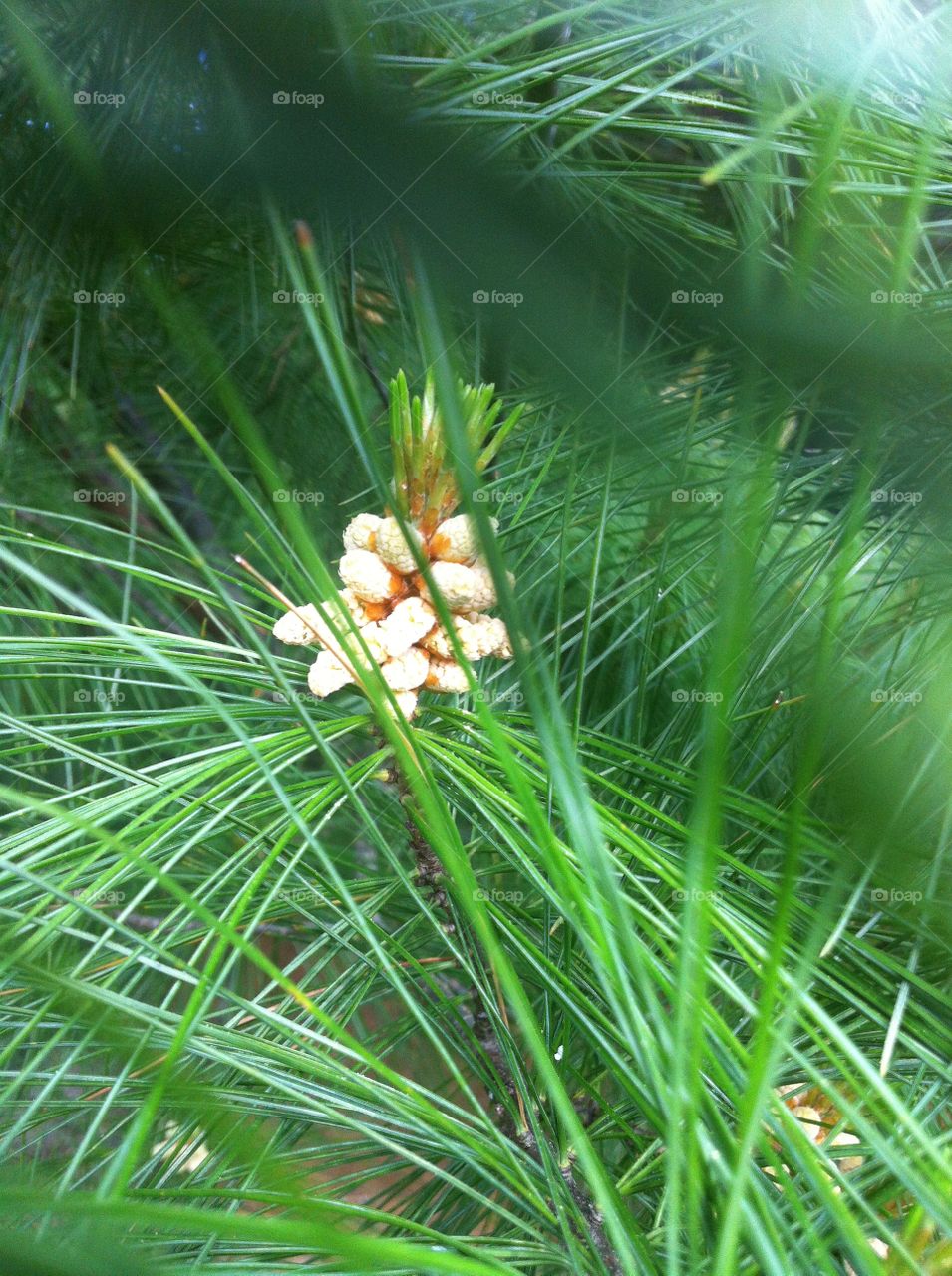 pine tree... pine flower bud