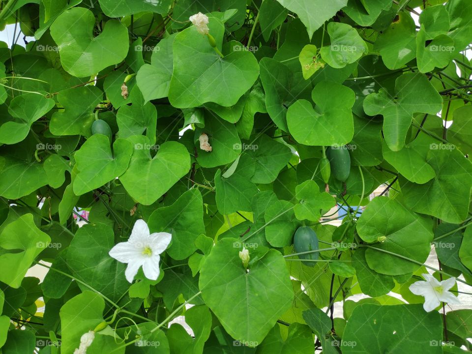 a image of ivy gourd plant