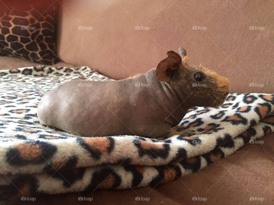 You don't see one of these everyday!  It's a skinny guinea pig
