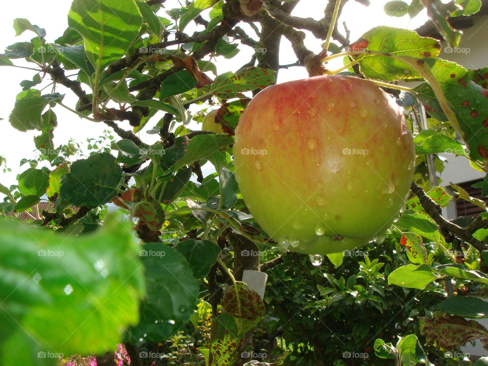 nature red apple fruit by Bea
