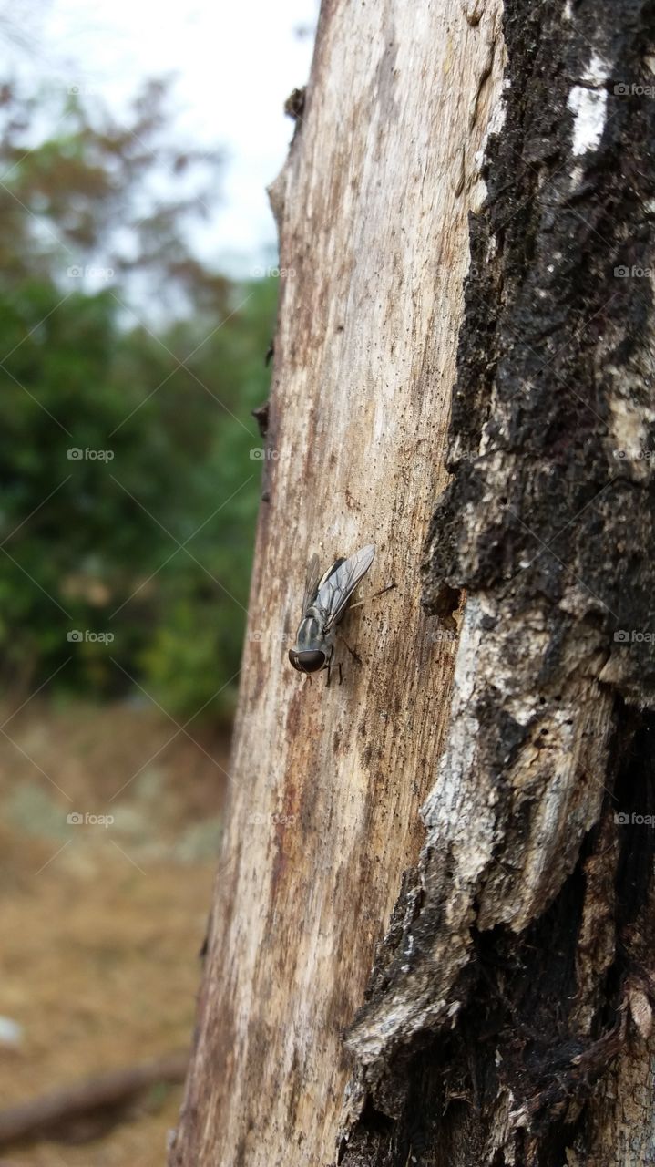 Fly on tree