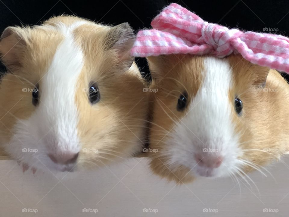 Little girl guinea pigs