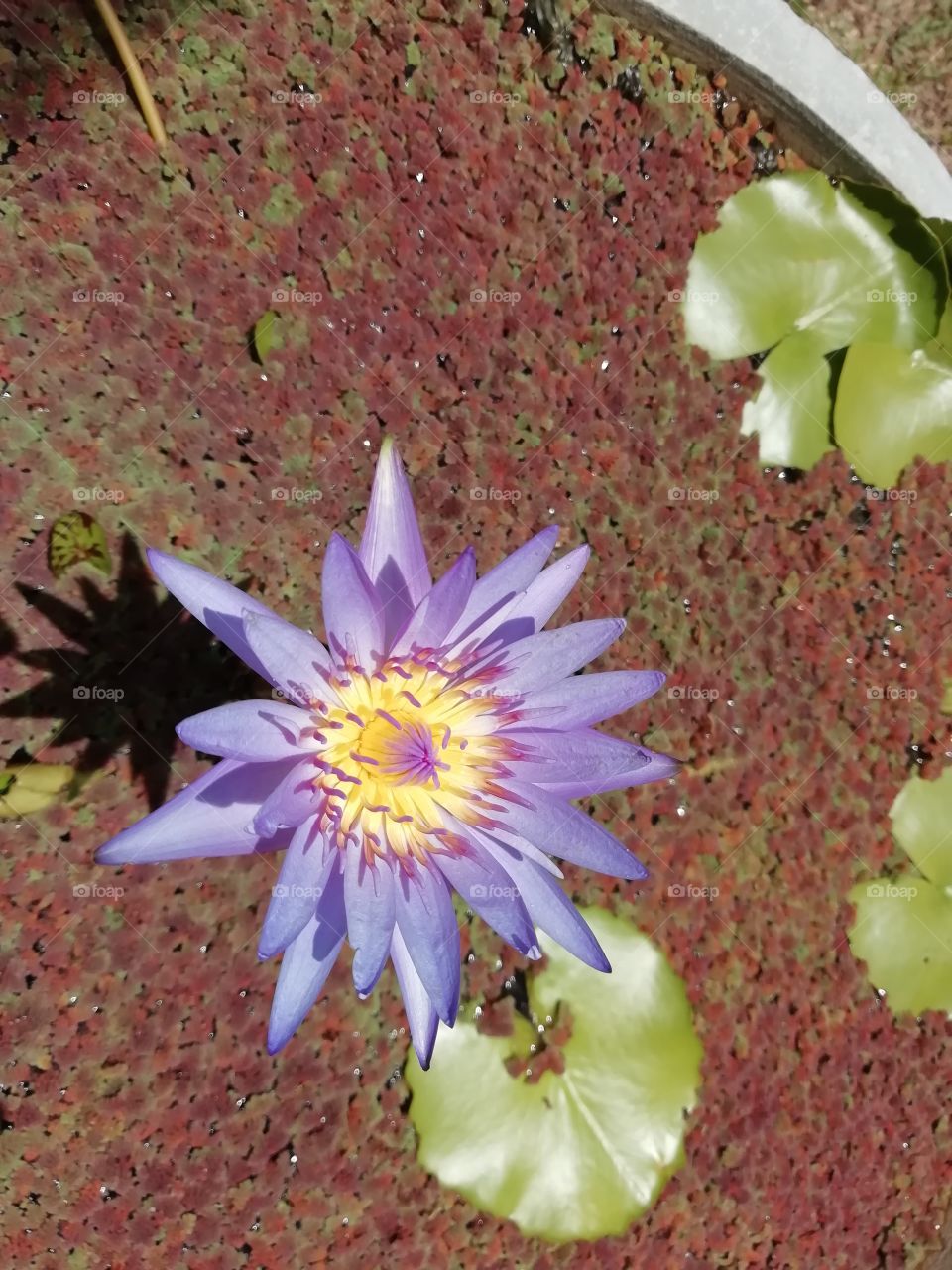 Spring is the best season ever#flowers