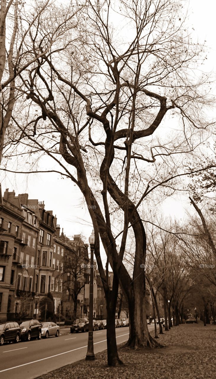 twisted tree of Boston