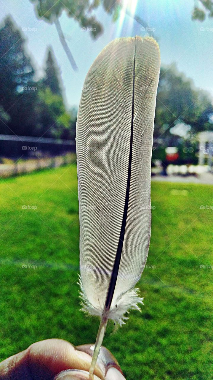 feather