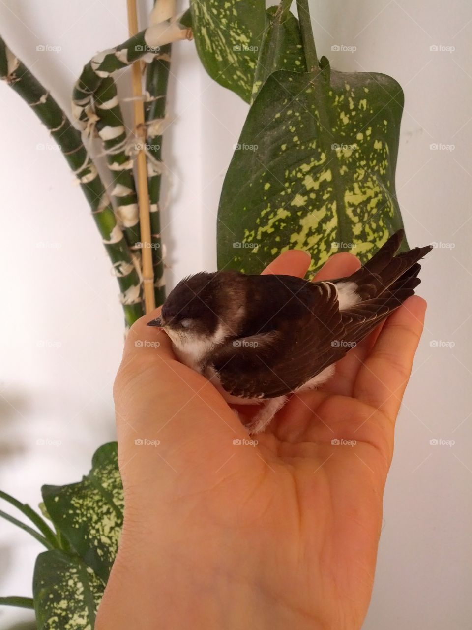 A Swallow in my hand