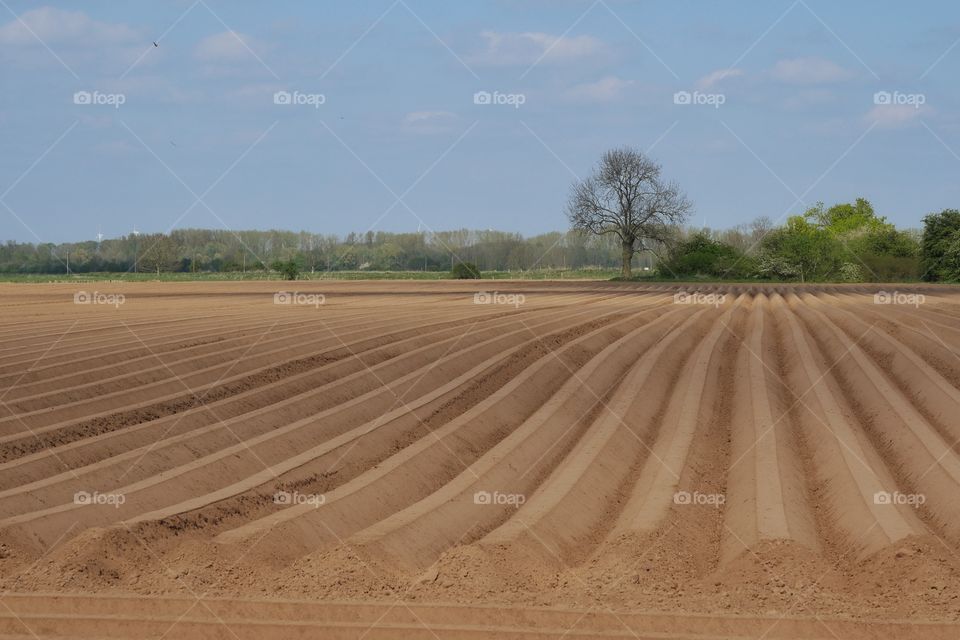 Potato field in the early spring