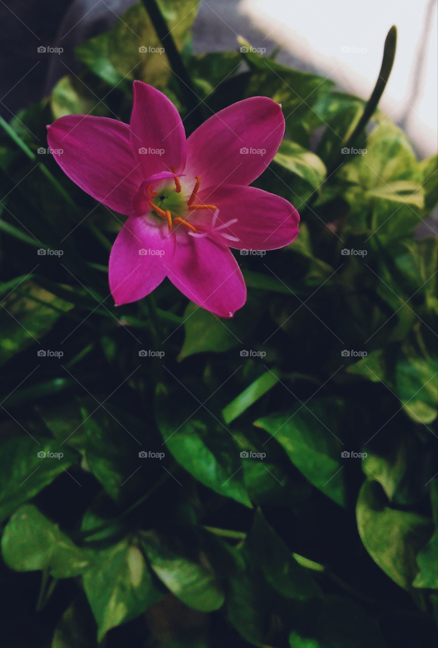 Title- Loneliness adds beauty to life
Description- Pink lily flower captured in the morning.