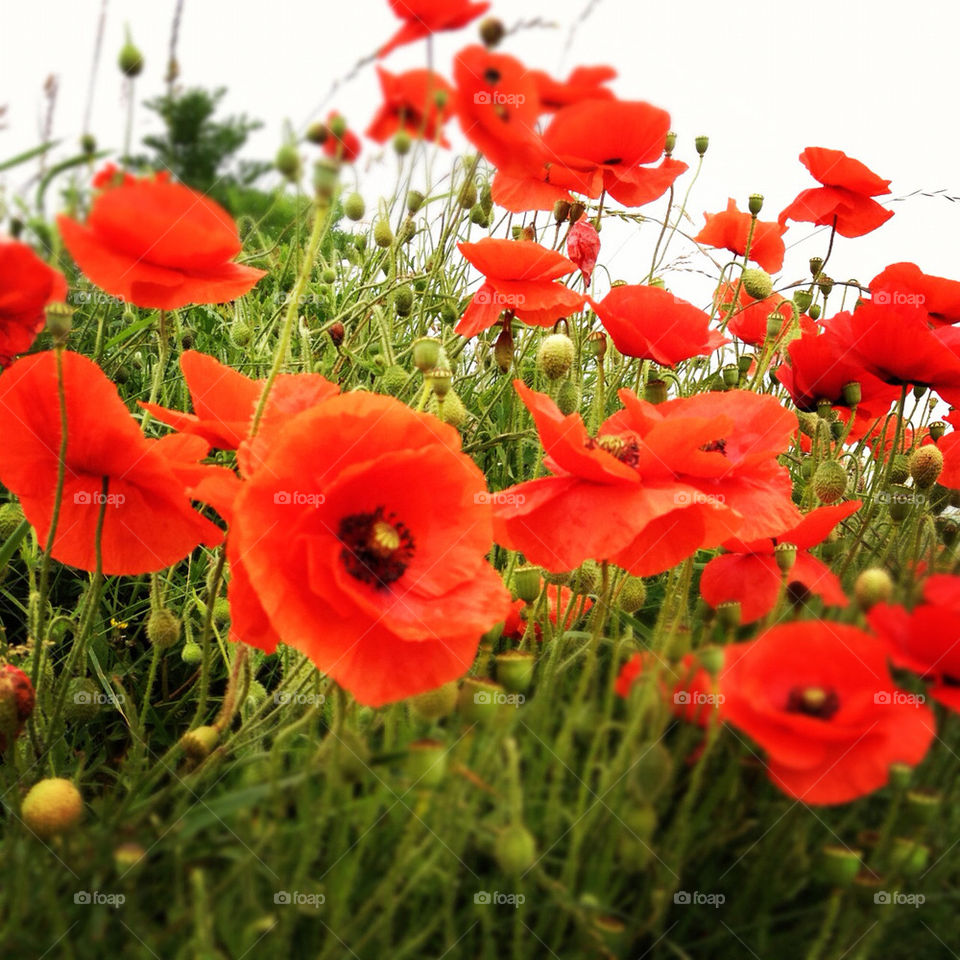 flowers red summer wild by fatboytim