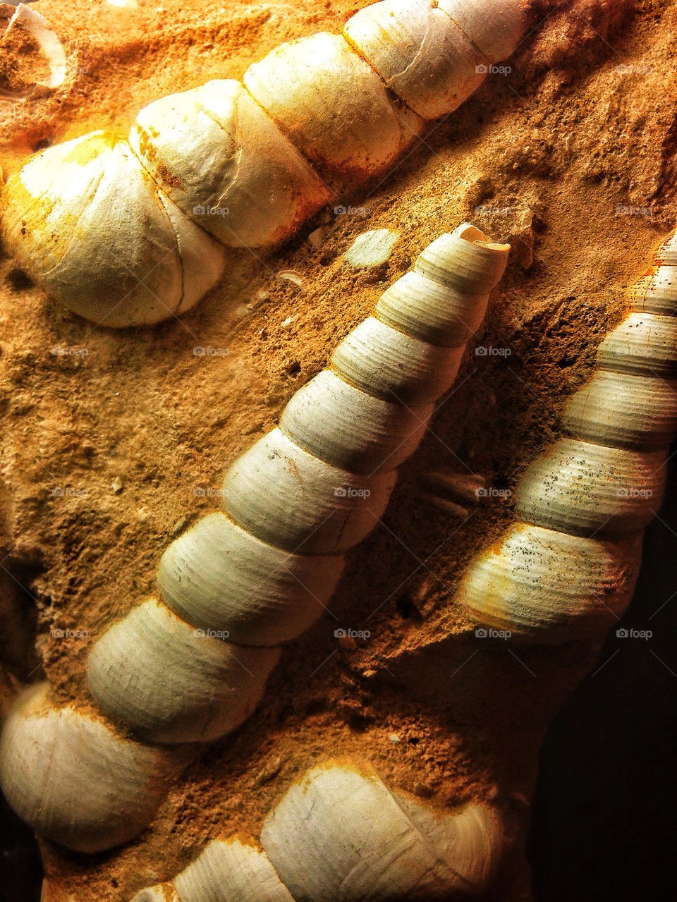 Fossilized ancient seashells in sand