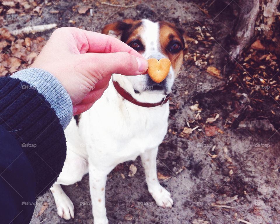 Cute puppy with heart at nose