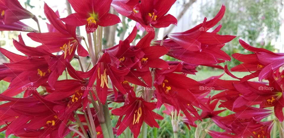 Oxblood Lilies