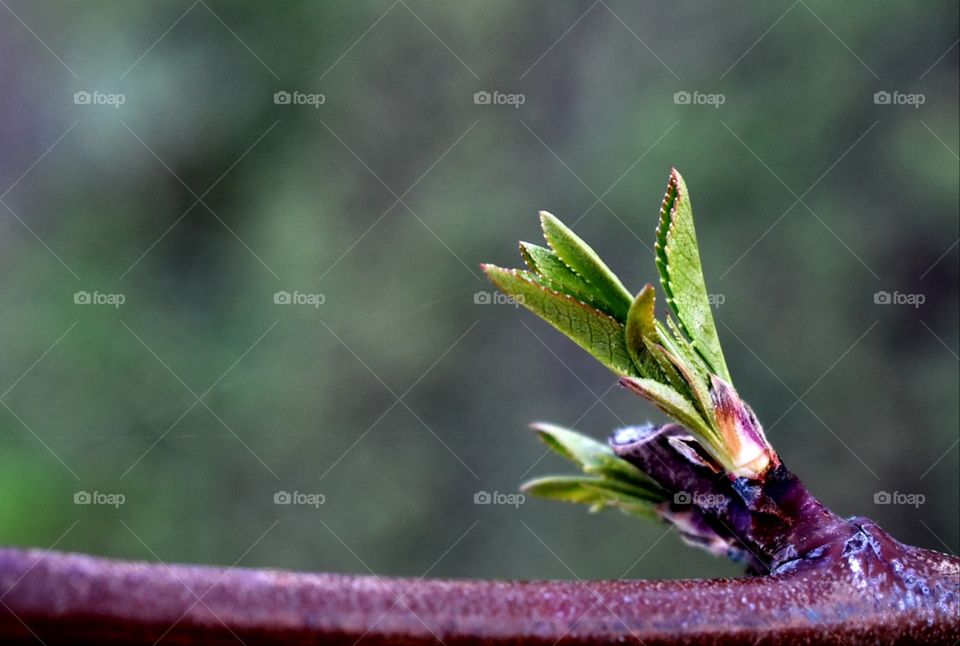 branch comes to life in spring