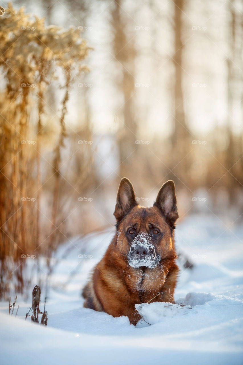 Red cute german shepherd male dog portrait at snow at the winter