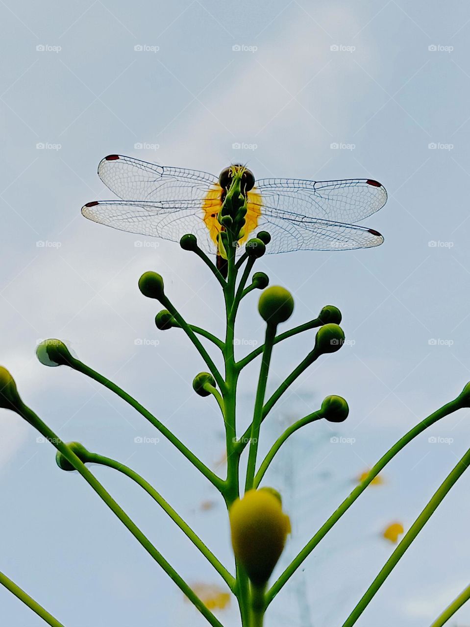 Buds and dragonfly.