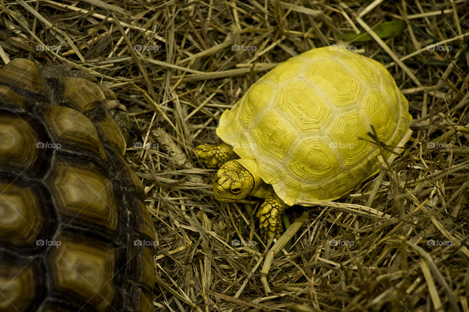 tortoiseshell, tortoise is crawl in the cage.
