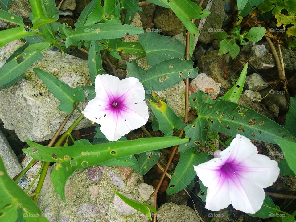 beautiful flower in the nature,flower in pair,flower blooming,flower blooming on the stone,white colour flower.