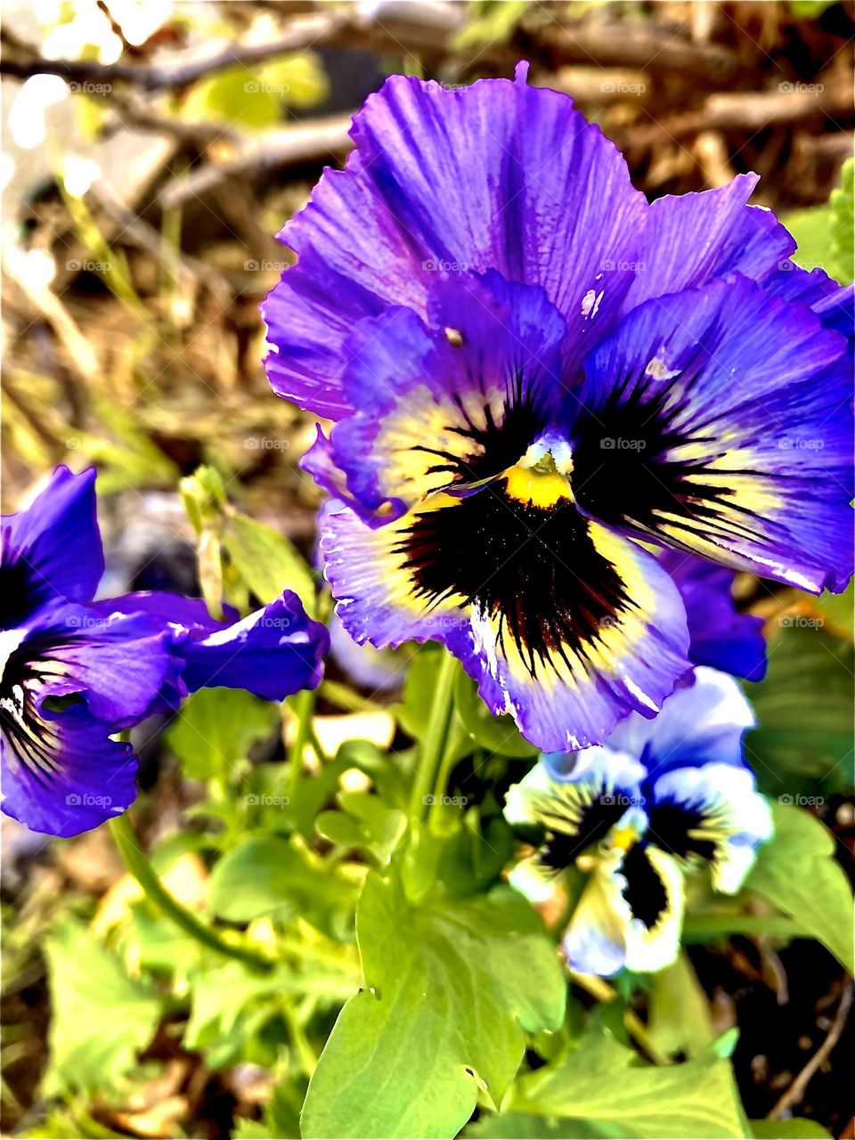 Purple and yellow pansies in California winter garden 