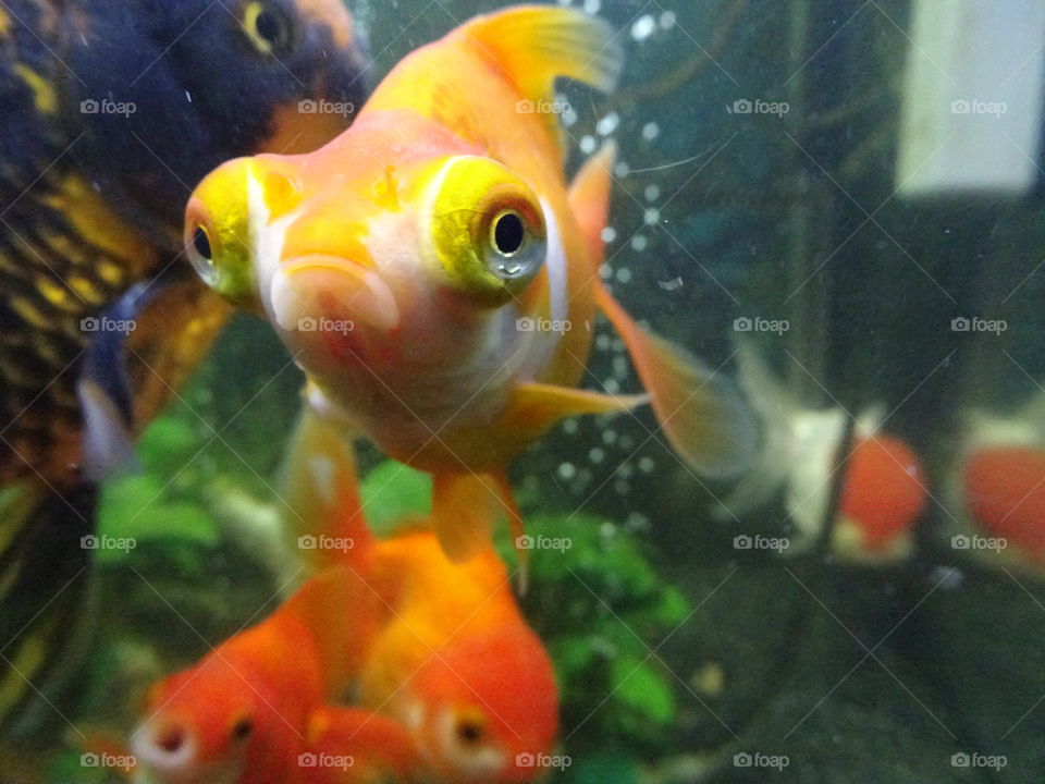 Some of my gorgeous fancy goldfish, many varietys 