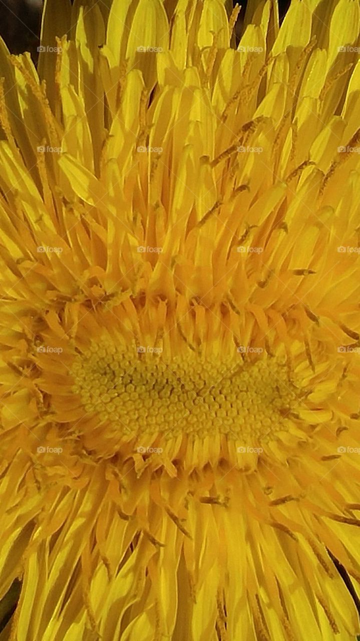 Dandelion Close up