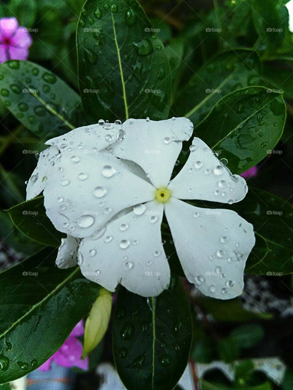 White flower wet by the summer raindrops. Impatiens walleriana.