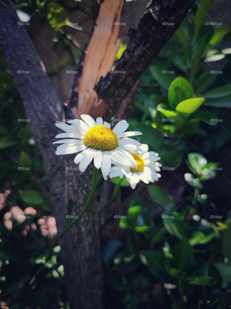 Daisy flowers