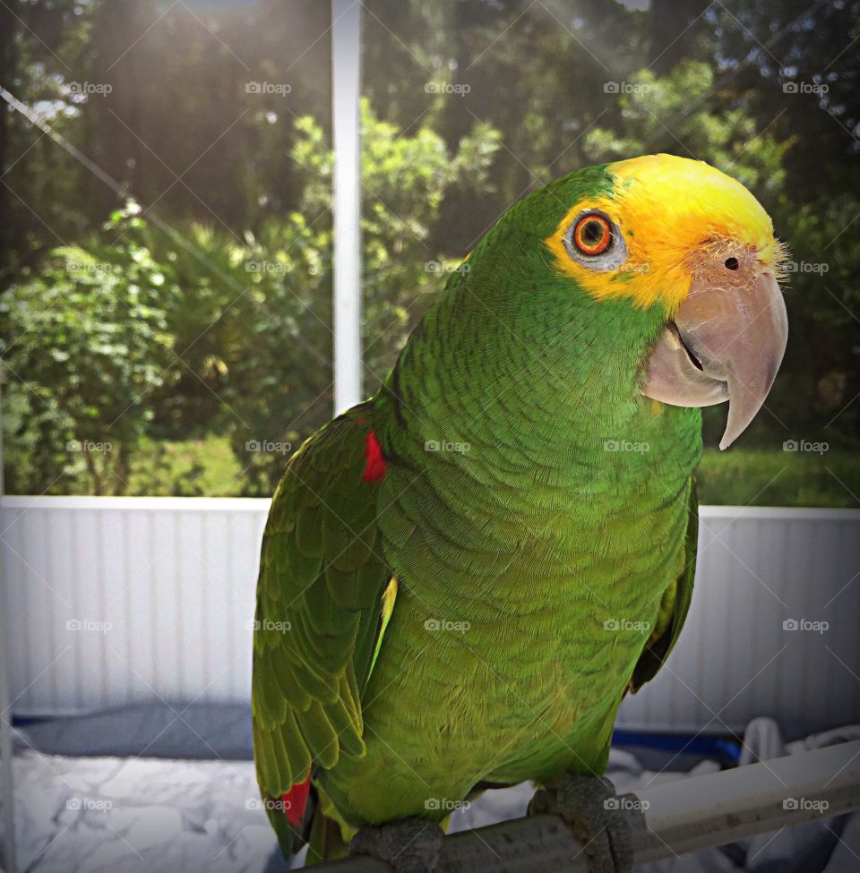 Inquisitive pet Amazon parrot enjoying the sunny day while in his aviary.