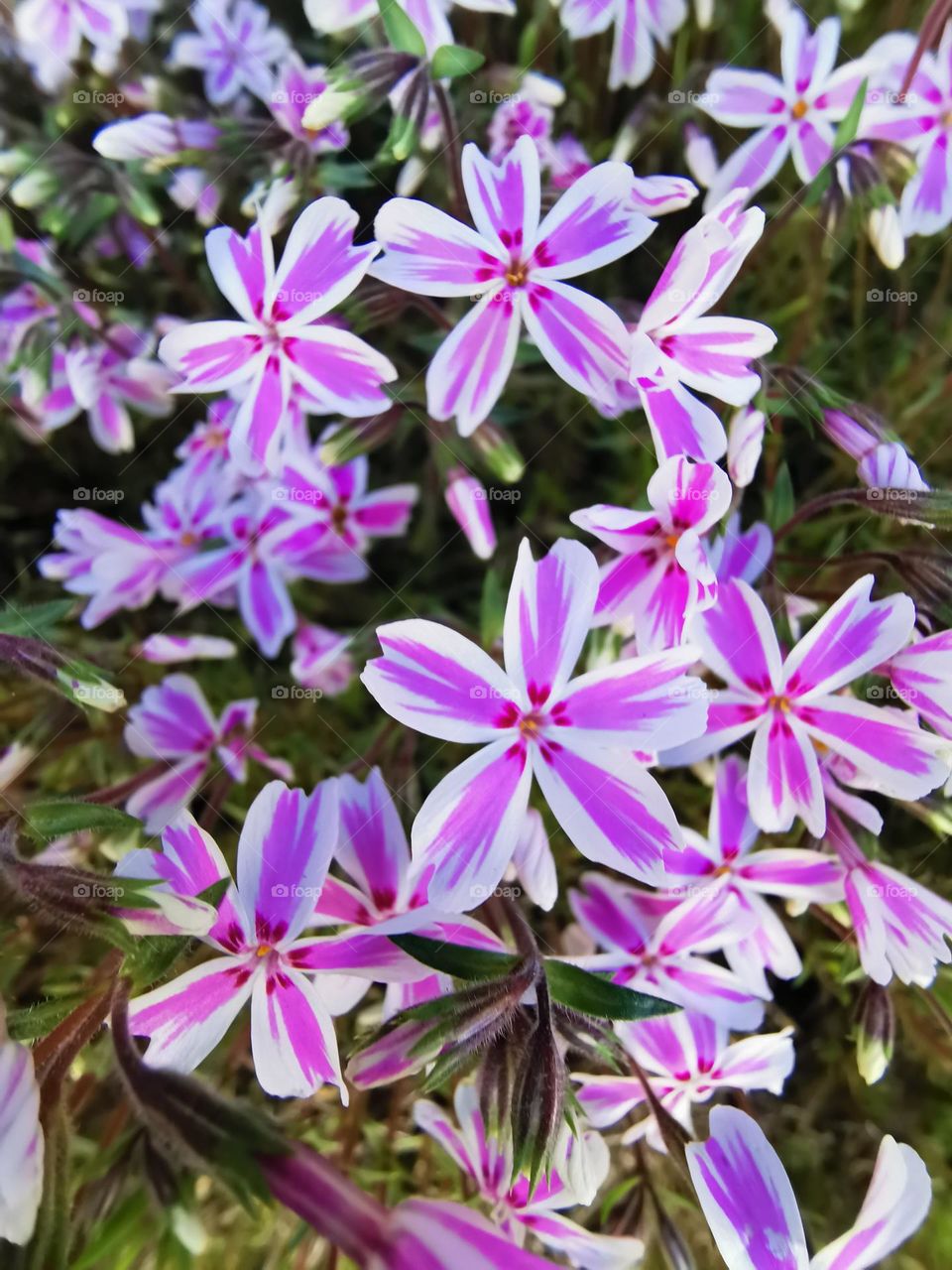 Close-up of creeping phlox Phlox Subulata