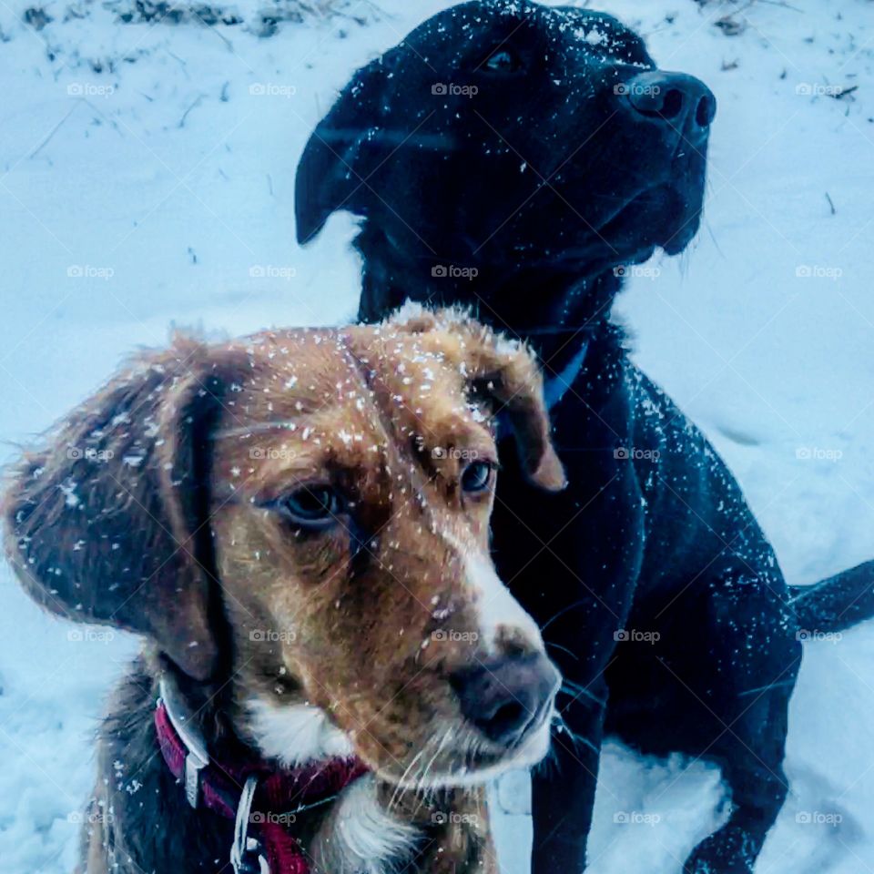Doggos in the snow 