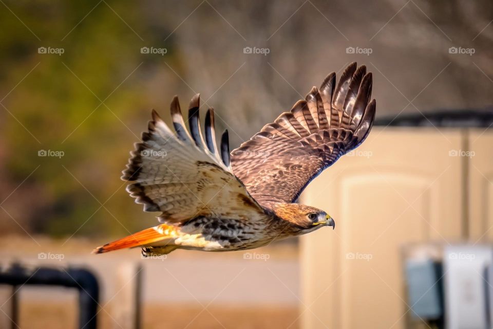 A Red-tailed Hawk is swooping low. Raleigh, North Carolina. 