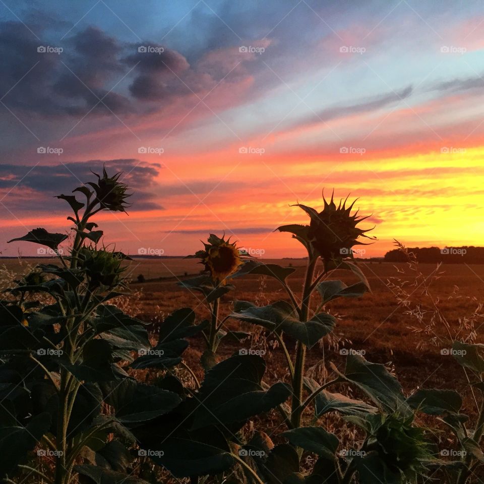 Sunflower sunset 