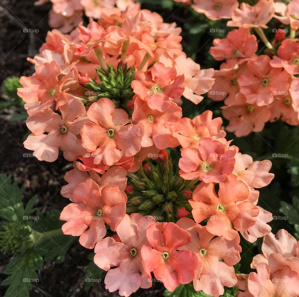 Bunch of flowers blooming in garden