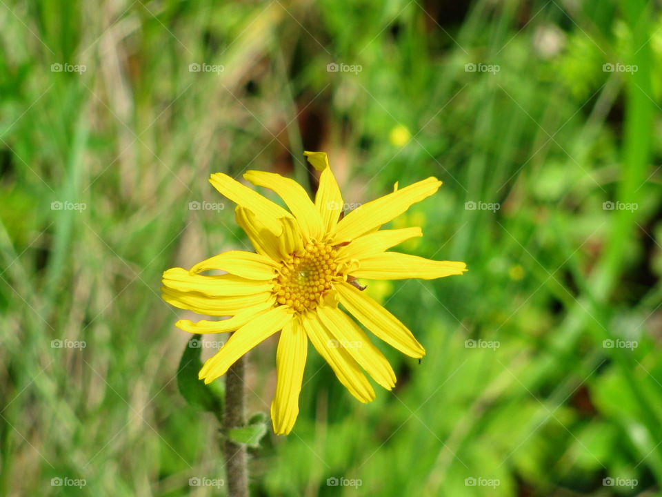 Yellow flower