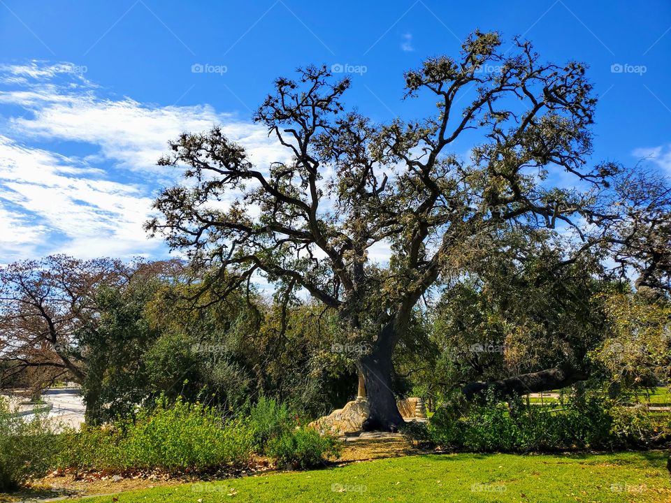 Beautiful Spring landscaping flora and fauna photo of an oak tree surround by plants, bushes, smaller trees, green grass on a bright blue sky day with a few white clouds.