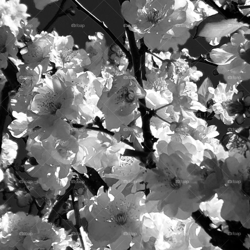 Blooming beautiful pink colour flowers in black and white. 