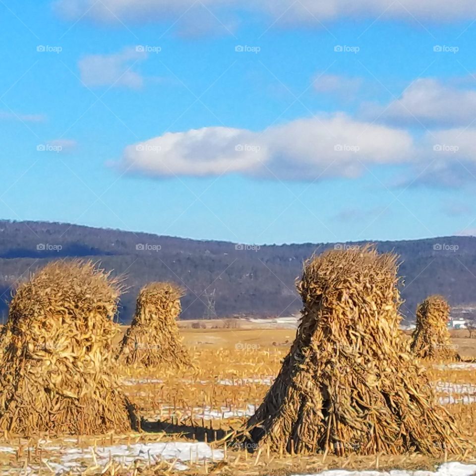 Corn stalks in Amish country.