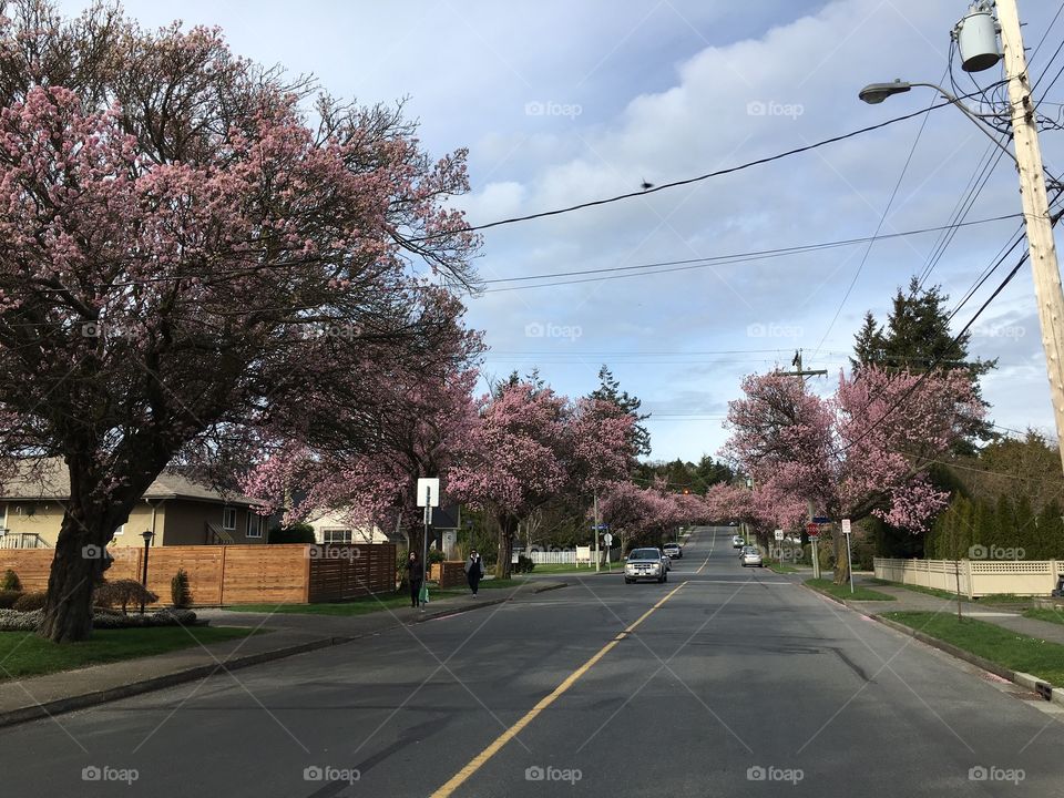 Street with cherry trees