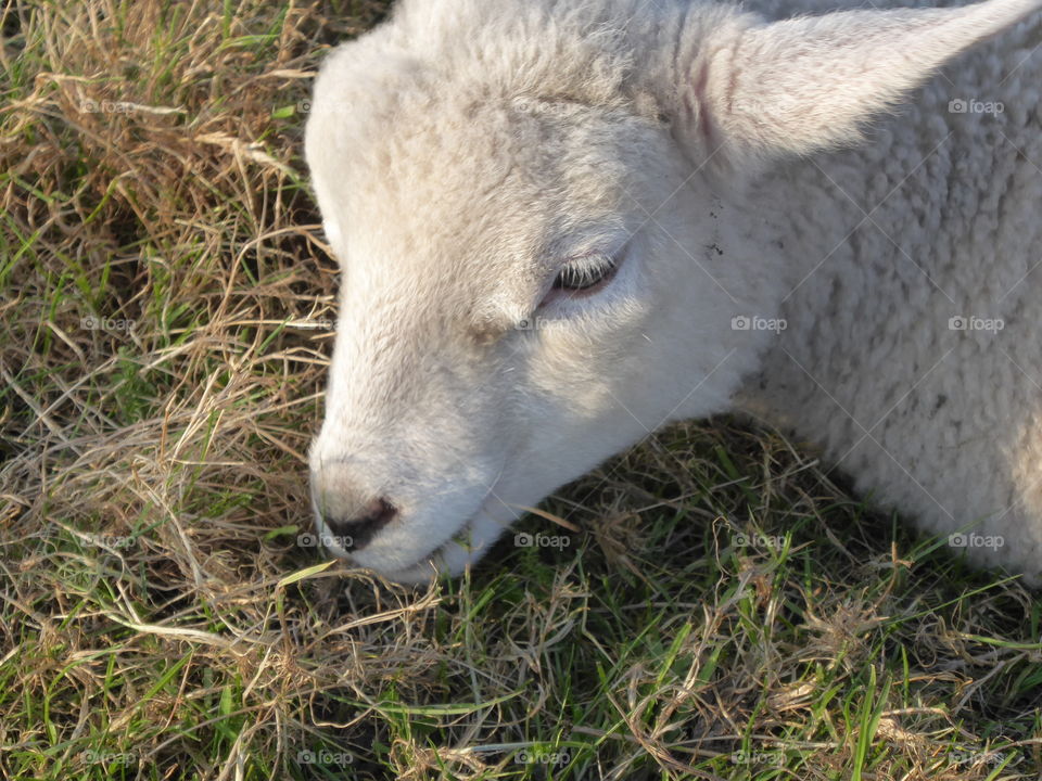 Lamb 