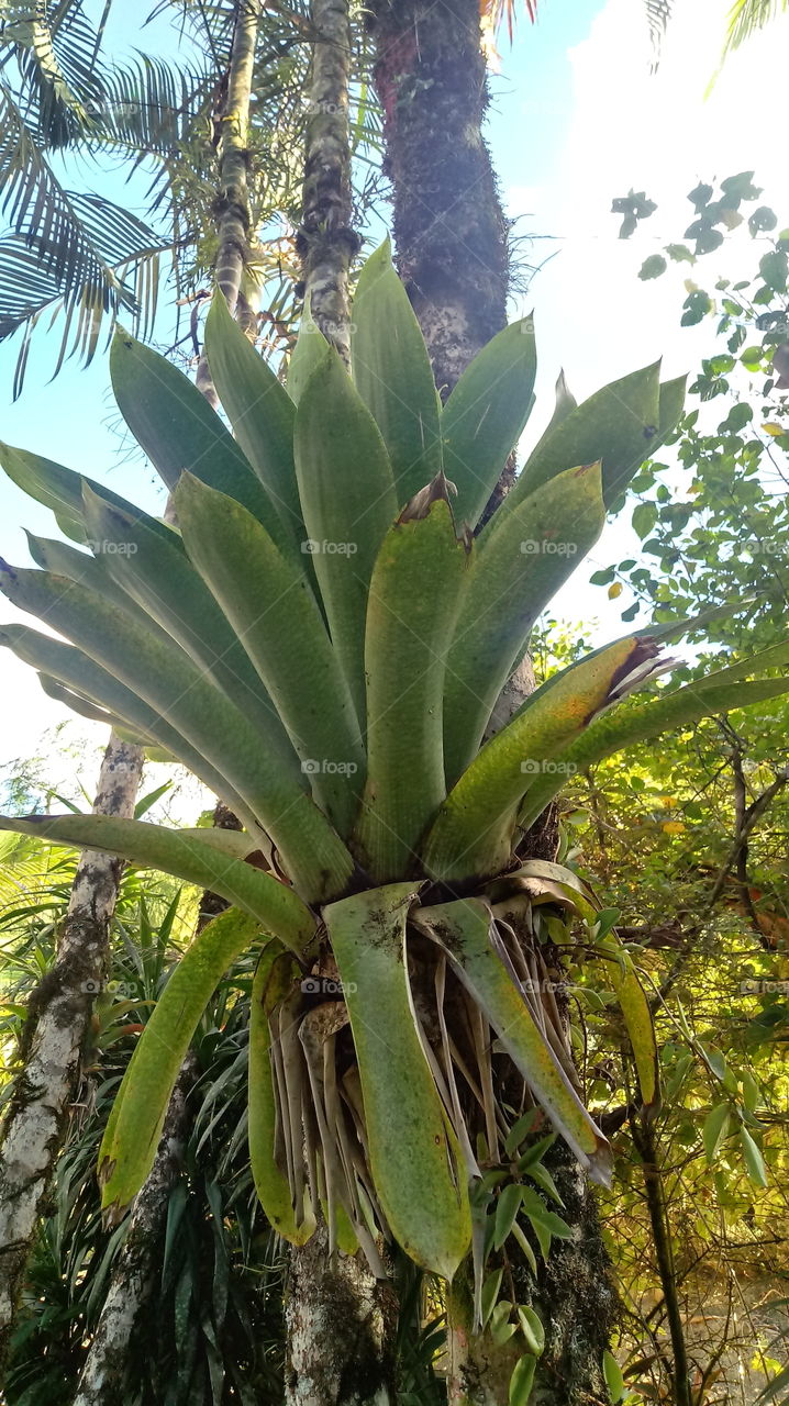 ARTE COM BROMÉLIAS