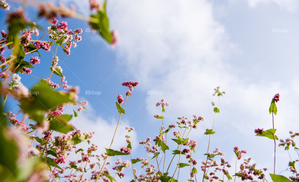 Flower on sky