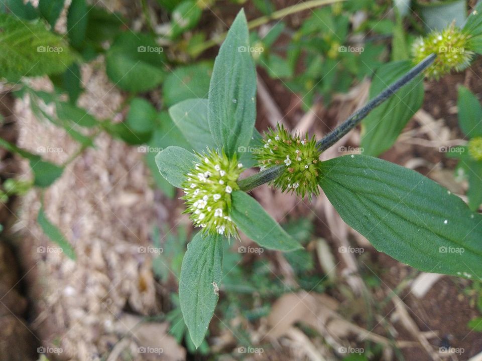 Spermacoce or false button is a genus of flowering plants in the Rubiaceae family.