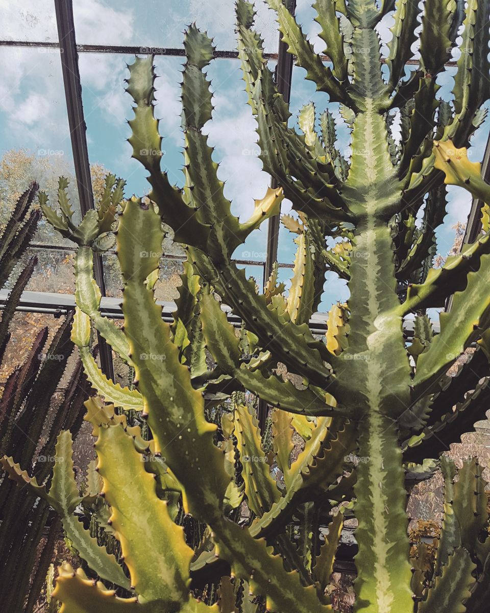 A tall, massive green cactus growing inside a greenhouse. Beautiful shape